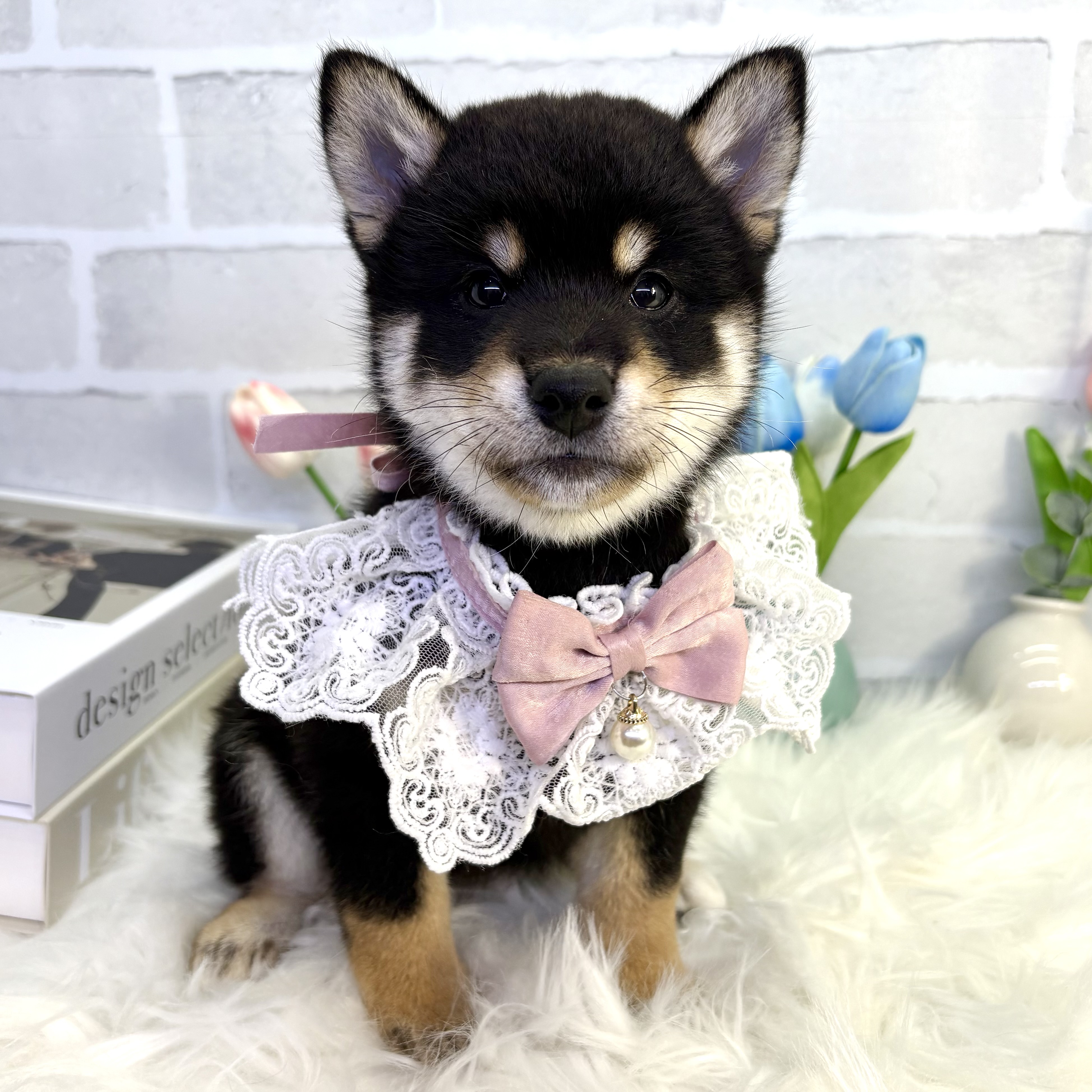 大阪府の柴犬(標準サイズ) (ペッツワン高槻店/2025年7月15日生まれ/女の子/黒)の子犬の2枚目の画像