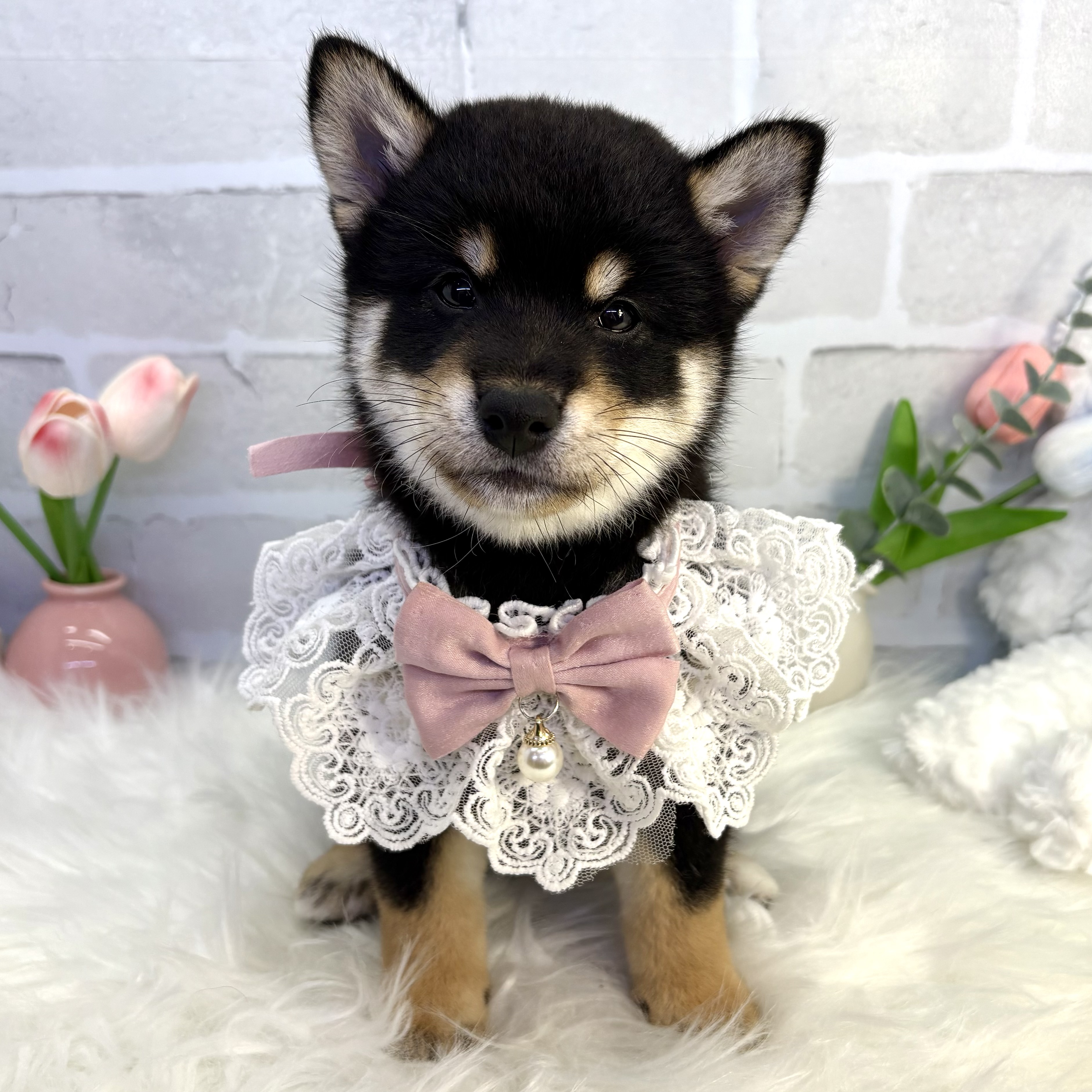 大阪府の柴犬(標準サイズ) (ペッツワン高槻店/2025年7月15日生まれ/女の子/黒)の子犬の1枚目の画像