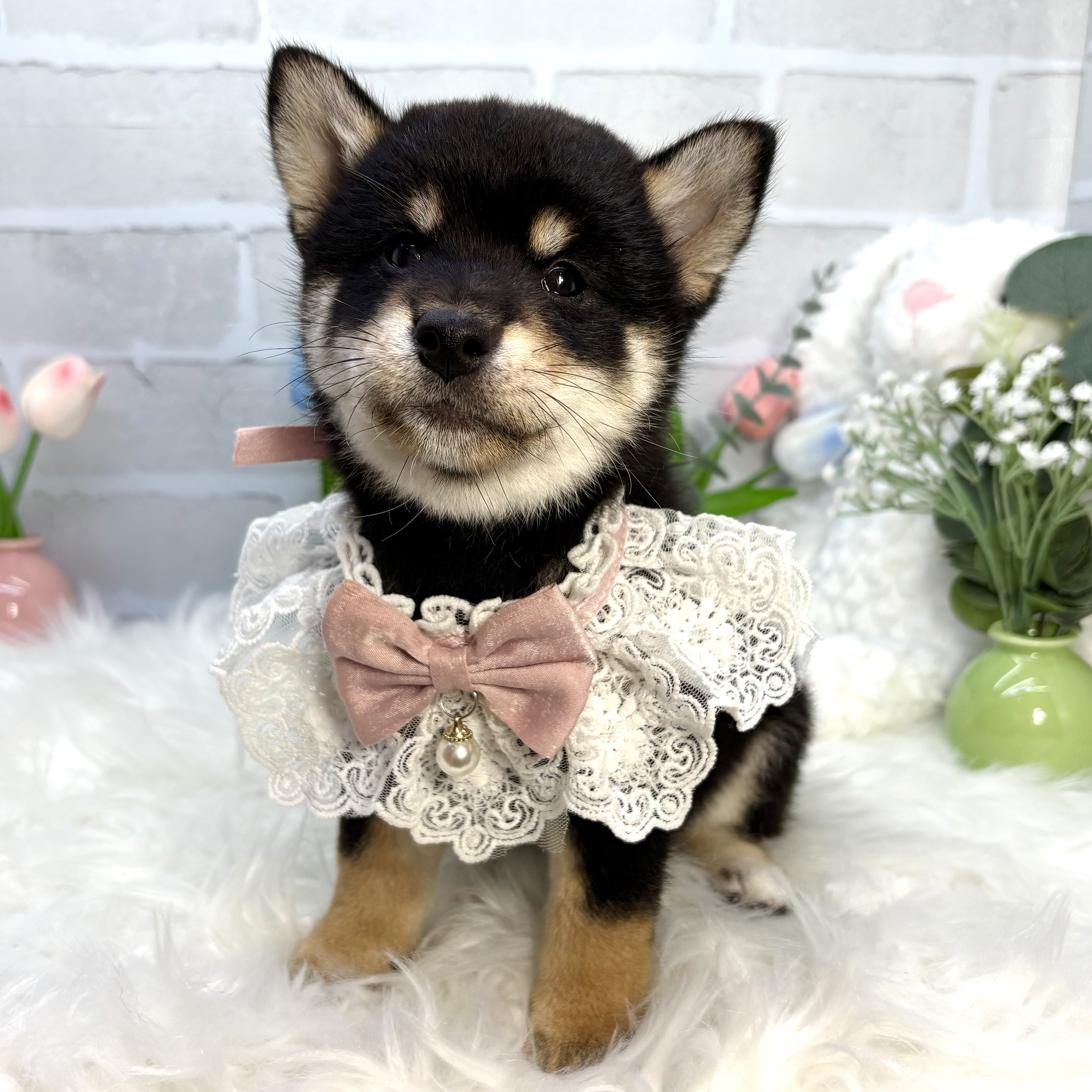 大阪府の柴犬(標準サイズ) (ペッツワン高槻店/2025年7月15日生まれ/女の子/黒)の子犬の3枚目の画像