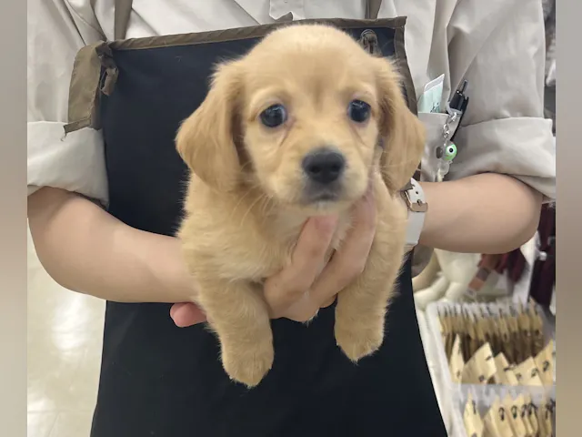 千葉県のハーフ犬・ミックス犬 (ペッツワン富津店/2025年7月11日生まれ/男の子/クリーム)の子犬