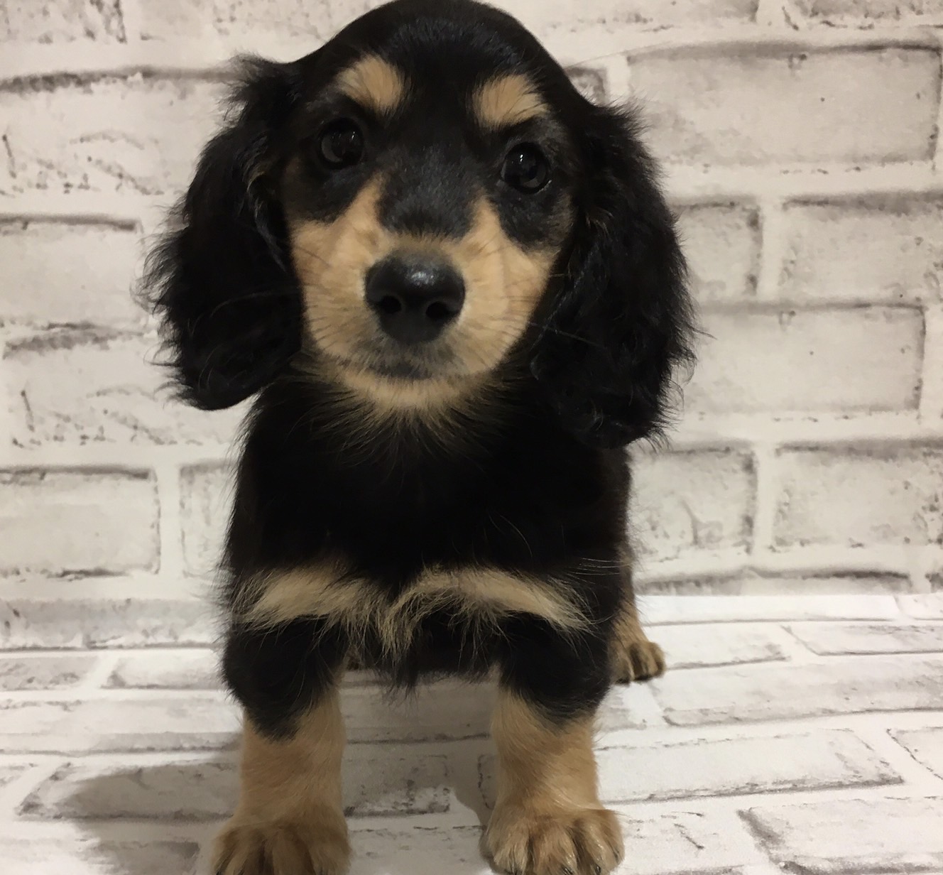 宮城県のミニチュアダックスフンド(ロング) (ペッツワン古川店/2025年7月20日生まれ/女の子/ブラックタン)の子犬