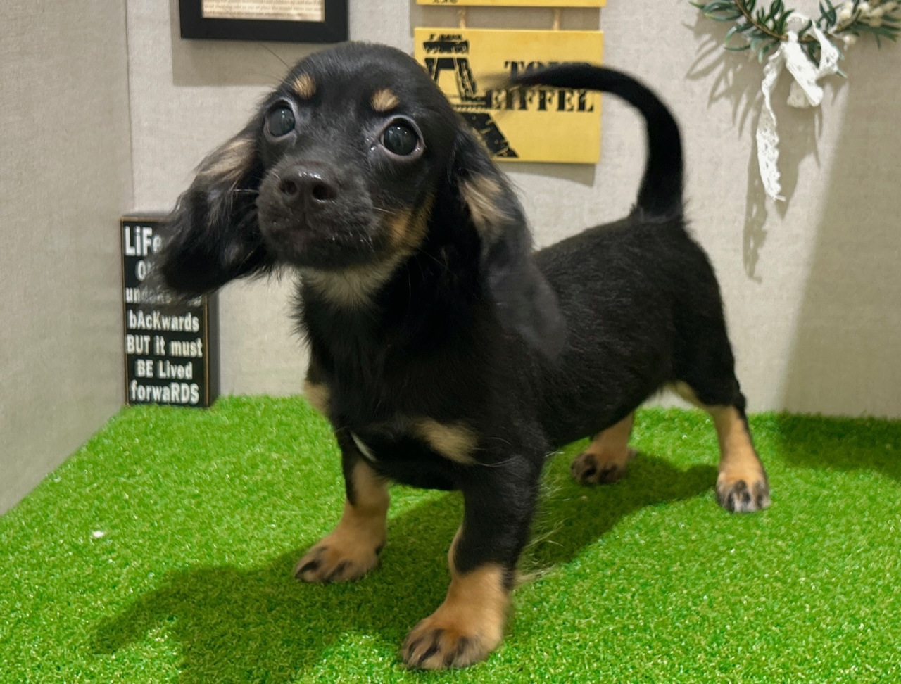 茨城県のハーフ犬・ミックス犬 (ペッツワン水戸店/2025年5月9日生まれ/男の子/ブラックタン)の子犬の3枚目の画像