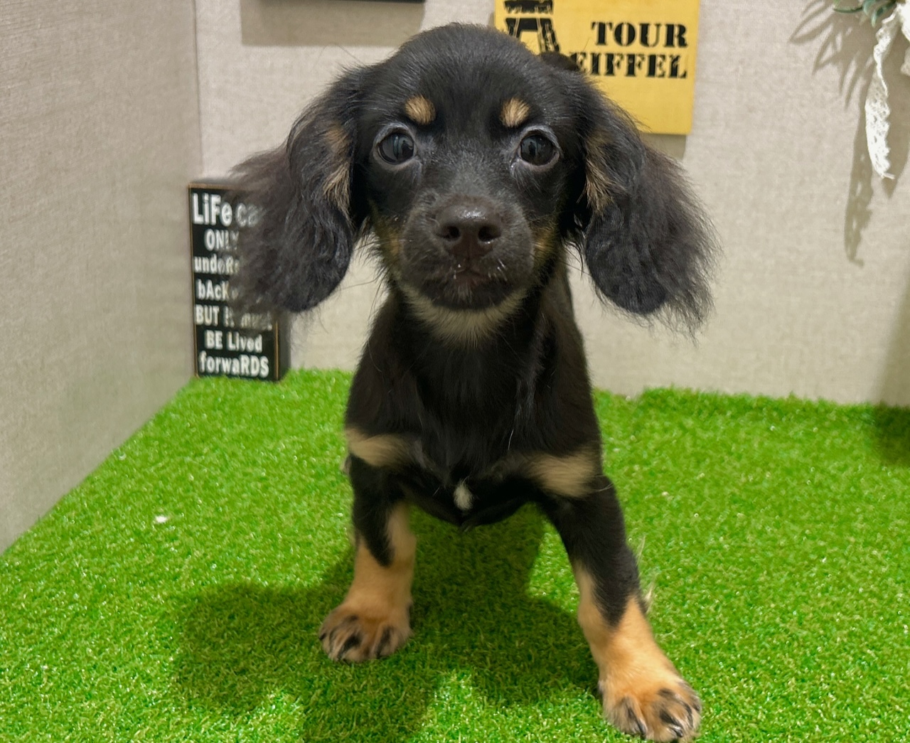 茨城県のハーフ犬・ミックス犬 (ペッツワン水戸店/2025年5月9日生まれ/男の子/ブラックタン)の子犬の2枚目の画像