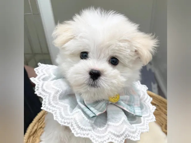 岐阜県のハーフ犬・ミックス犬 (ペッツワン可児店/2025年7月18日生まれ/男の子/ホワイトクリーム)の子犬