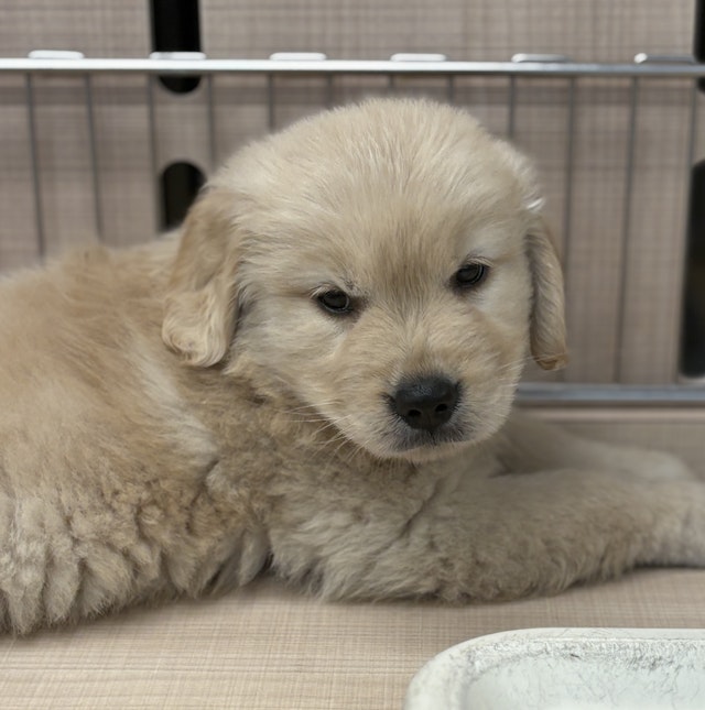 【イヌ】 ⭐️White Angel Kennel⭐️ | イケワン✨テディ君🐶🐾 イザベラ