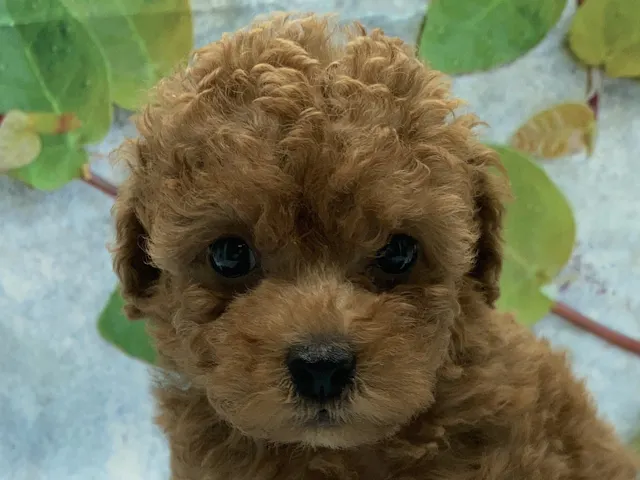 埼玉県のトイプードル(トイ) (ペッツワン北本店/2025年6月4日生まれ/男の子/レッド)の子犬
