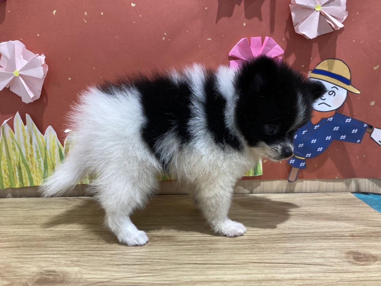 福島県のポメラニアン (ペッツワン会津若松店/2025年7月26日生まれ/女の子/ブラックホワイト)の子犬の3枚目の画像