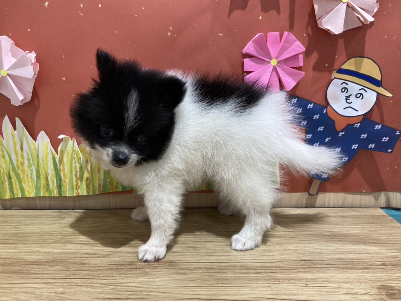 福島県のポメラニアン (ペッツワン会津若松店/2025年7月26日生まれ/女の子/ブラックホワイト)の子犬の2枚目の画像