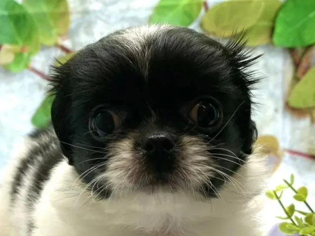 埼玉県のハーフ犬・ミックス犬 (ペッツワン北本店/2025年7月28日生まれ/男の子/ホワイトブラック)の子犬