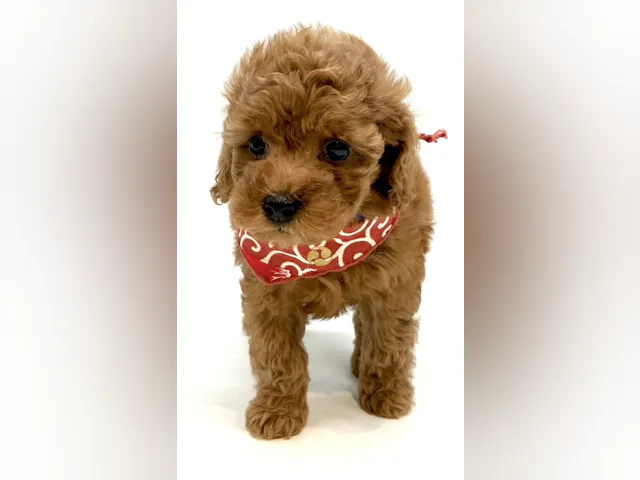 埼玉県のトイプードル(トイ) (ペッツワン行田店/2025年7月29日生まれ/女の子/レッド)の子犬