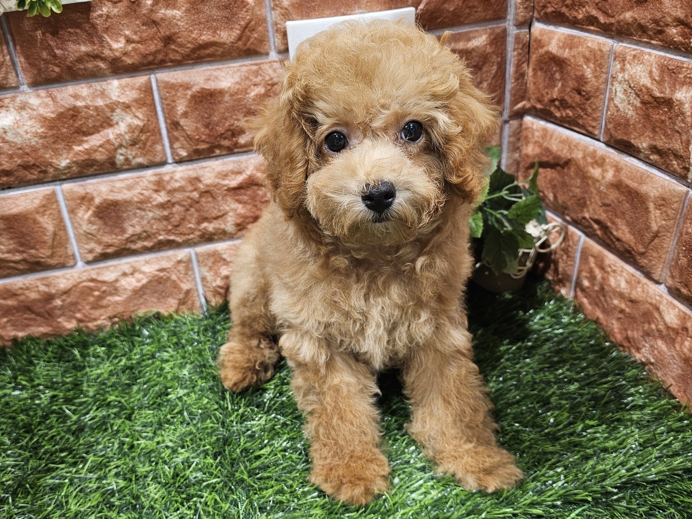 栃木県のトイプードル(トイ) (ペッツワン今市店/2025年7月1日生まれ/女の子/レッド)の子犬