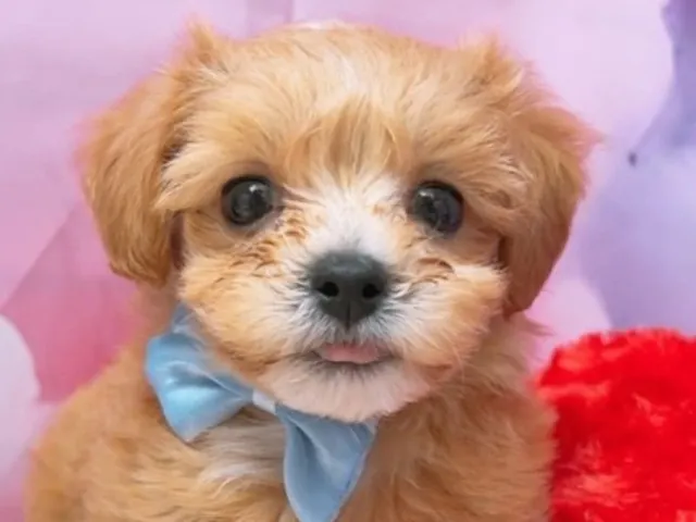沖縄県のハーフ犬・ミックス犬 (ペッツワンFCサンプラザ糸満店/2025年7月18日生まれ/女の子/アプリコット)の子犬