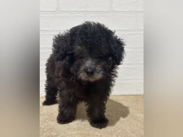 愛知県のトイプードル(トイ) (ペッツワン常滑店/2025年7月27日生まれ/女の子/シルバー)の子犬
