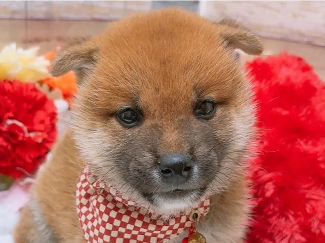 沖縄県の柴犬(標準サイズ) (ペッツワンFCあがり浜店/2025年5月24日生まれ/男の子/赤)の子犬