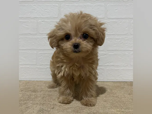 愛知県のハーフ犬・ミックス犬 (ペッツワン常滑店/2025年7月28日生まれ/女の子/クリーム)の子犬