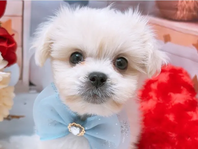 沖縄県のハーフ犬・ミックス犬 (ペッツワンFCあがり浜店/2025年6月21日生まれ/男の子/ホワイト)の子犬