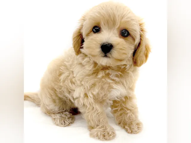 神奈川県のハーフ犬・ミックス犬 (ペッツワン城山店/2025年7月26日生まれ/男の子/アプリコット)の子犬