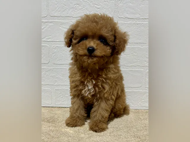 愛知県のトイプードル(トイ) (ペッツワン常滑店/2025年7月27日生まれ/男の子/レッド)の子犬