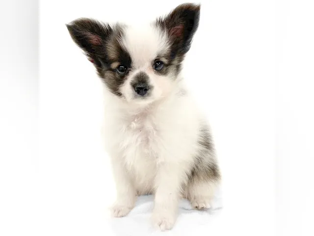 神奈川県のハーフ犬・ミックス犬 (ペッツワン城山店/2025年8月1日生まれ/男の子/パーティーカラー)の子犬