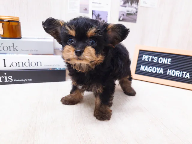愛知県のハーフ犬・ミックス犬 (ペッツワン名古屋堀田店/2025年7月26日生まれ/女の子/ブラック)の子犬
