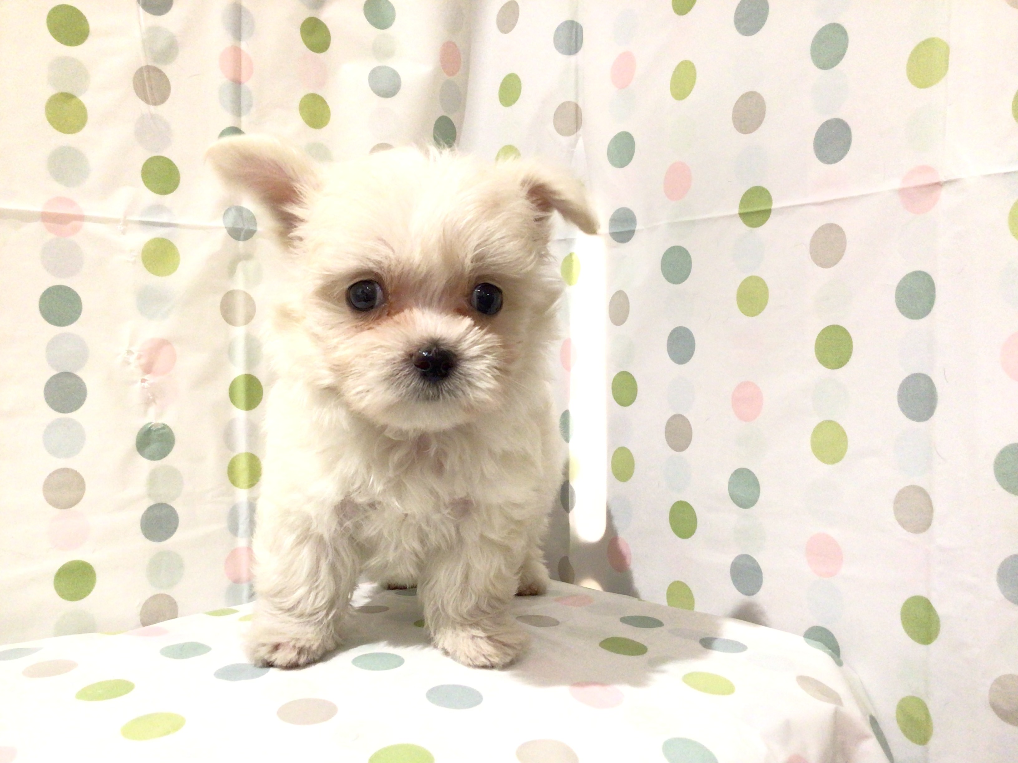 茨城県のハーフ犬・ミックス犬 (ペッツワン高萩店/2025年7月29日生まれ/女の子/ホワイト)の子犬の1枚目の画像