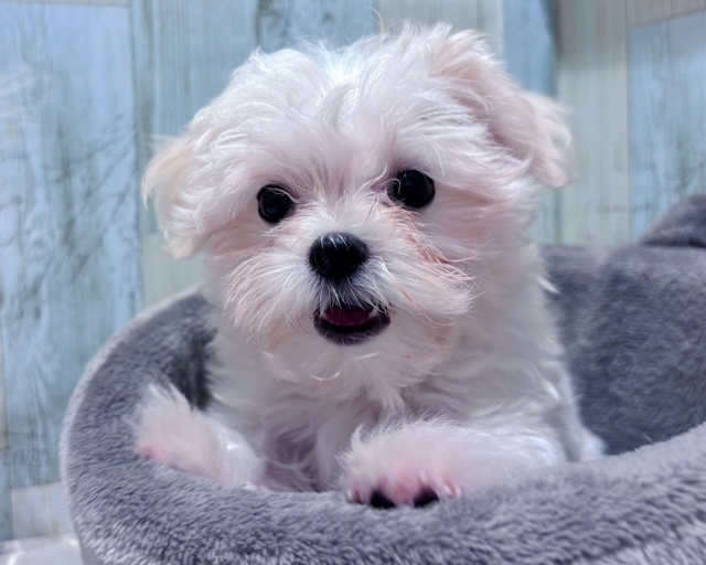 千葉県のマルチーズ (ペッツワン木更津金田店/2025年7月2日生まれ/男の子/ホワイト)の子犬の1枚目の画像