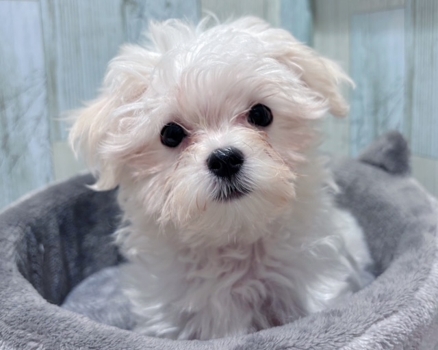 千葉県のマルチーズ (ペッツワン木更津金田店/2025年7月2日生まれ/男の子/ホワイト)の子犬の2枚目の画像