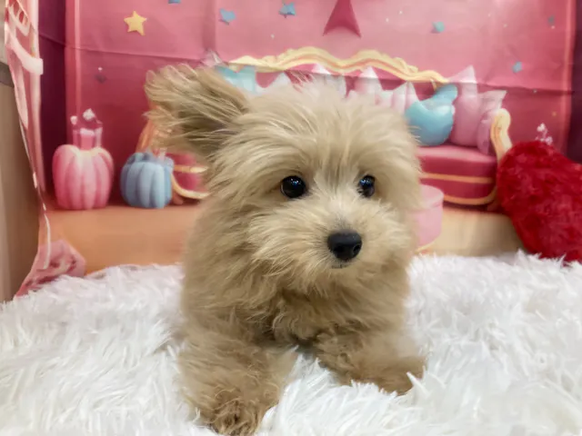 静岡県のハーフ犬・ミックス犬 (ペッツワン清水店/2025年6月10日生まれ/男の子/アプリコット)の子犬