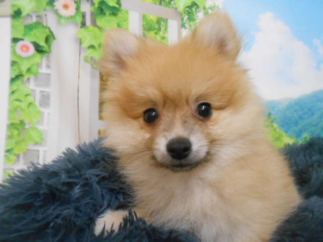 愛知県のポメラニアン (ペッツワン半田店/2025年7月20日生まれ/男の子/オレンジ)の子犬