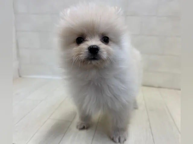 埼玉県のポメラニアン (ペッツワン大利根店/2025年7月8日生まれ/男の子/クリーム)の子犬