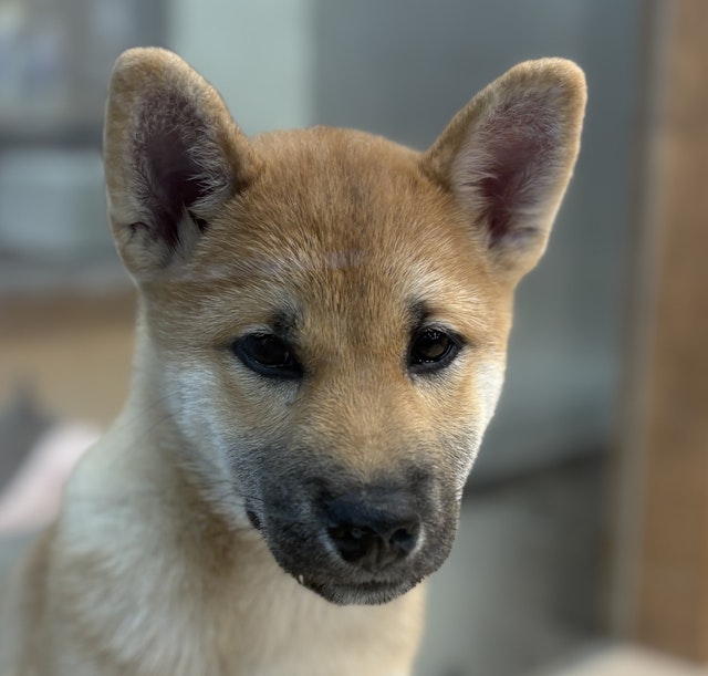 イヌ - 八街店 | ペッツワン