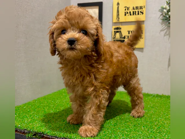 茨城県のハーフ犬・ミックス犬 (ペッツワン水戸店/2025年7月11日生まれ/男の子/R)の子犬