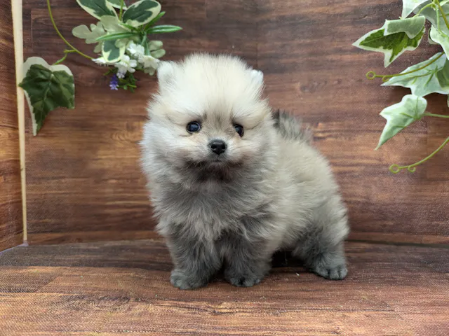 千葉県のポメラニアン (ペッツワン市原店/2025年7月26日生まれ/男の子/オレンジ)の子犬