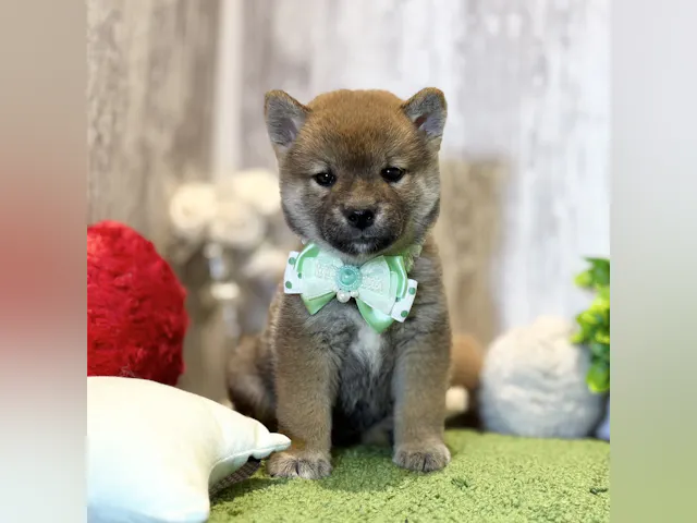 兵庫県の柴犬(標準サイズ) (ペッツワン姫路大津店/2025年7月31日生まれ/男の子/赤)の子犬