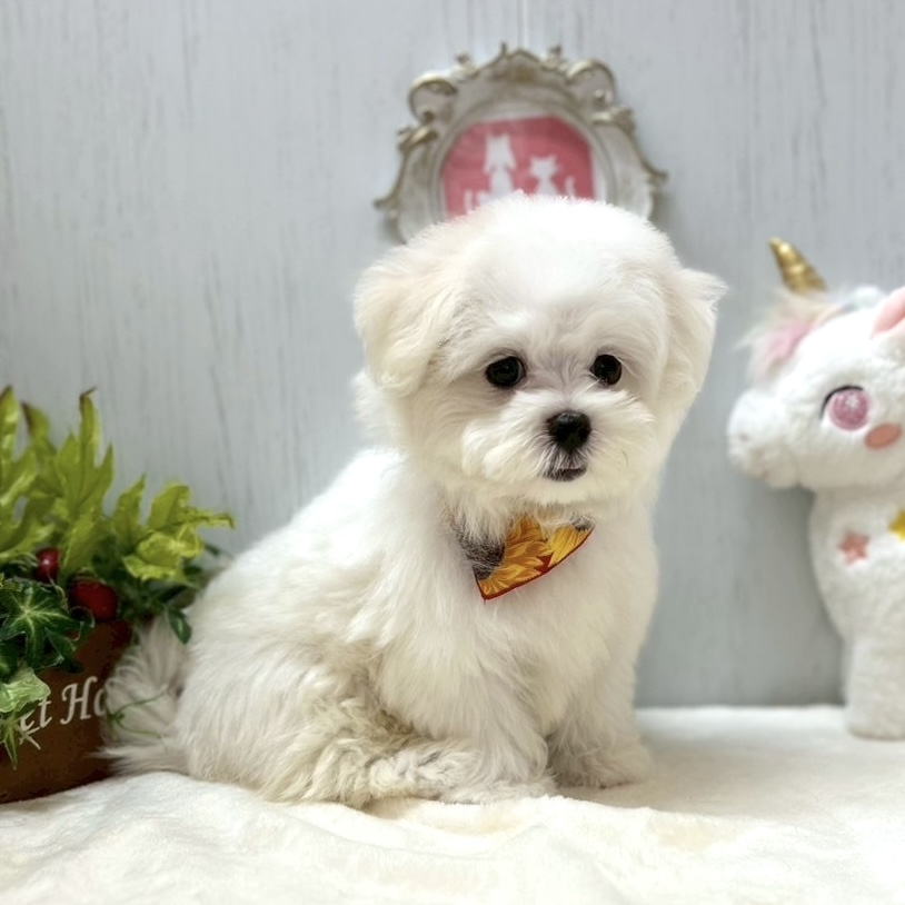 マルチーズ - 神戸垂水店 | ペッツワン