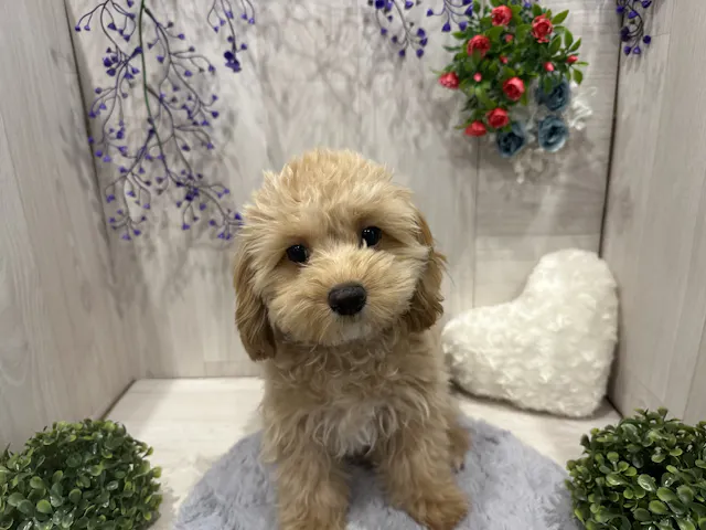 埼玉県のハーフ犬・ミックス犬 (ペッツワン東松山高坂店/2025年5月11日生まれ/女の子/レッド)の子犬