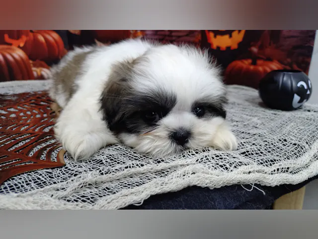 岐阜県のシーズー (ペッツワン関店/2025年8月3日生まれ/女の子/ゴールドホワイト)の子犬
