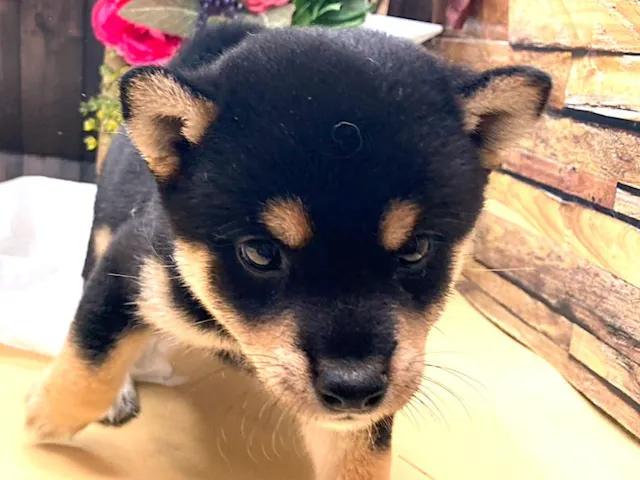 京都府の柴犬(標準サイズ) (ペッツワン木津川店/2025年7月25日生まれ/男の子/黒)の子犬