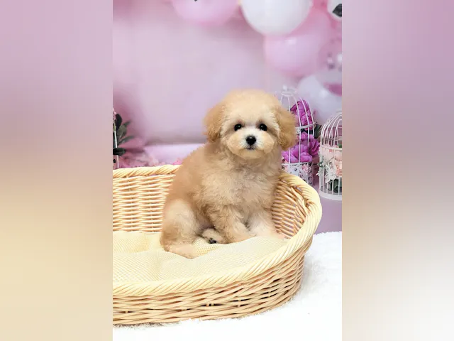 岡山県のトイプードル(トイ) (ペッツワンFC津山店/2025年7月3日生まれ/女の子/ペールフォーン)の子犬