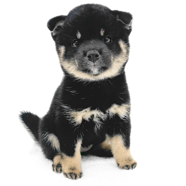 イヌ - 城山店 | ペッツワン