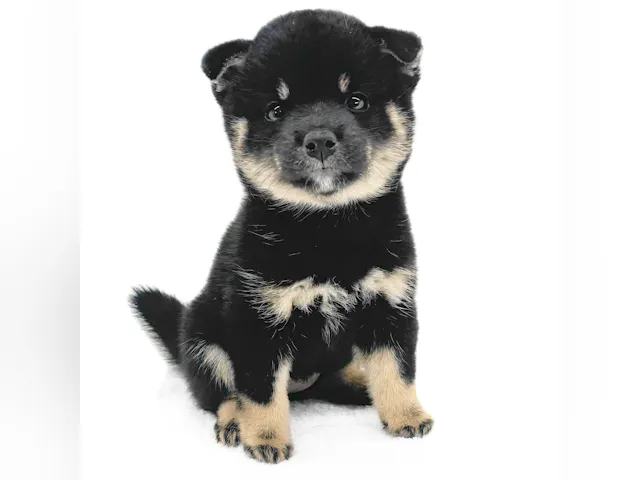神奈川県の豆柴 (ペッツワン城山店/2025年8月2日生まれ/女の子/黒)の子犬