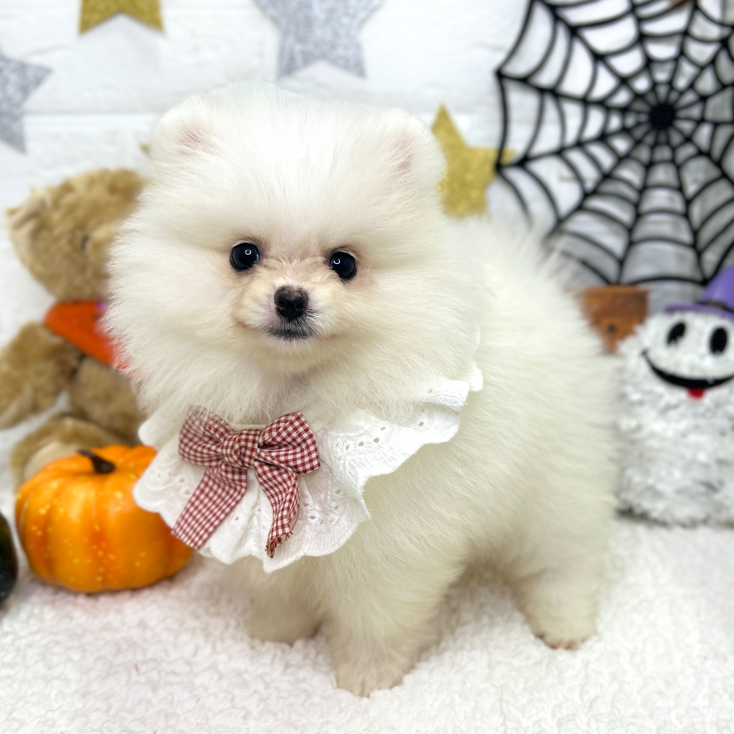 イヌ - 東大阪店 | ペッツワン