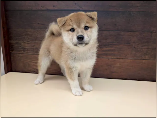 愛知県の柴犬(標準サイズ) (ペッツワン名古屋大高インター店/2025年7月23日生まれ/女の子/赤)の子犬