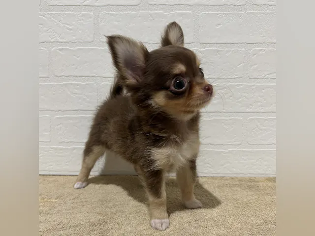 愛知県のチワワ(ロング) (ペッツワン常滑店/2025年7月28日生まれ/女の子/チョコレートタン)の子犬の2枚目の画像