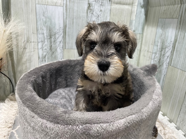 千葉県のミニチュアシュナウザー (ペッツワン木更津金田店/2025年8月3日生まれ/女の子/ソルトペッパー)の子犬の2枚目の画像
