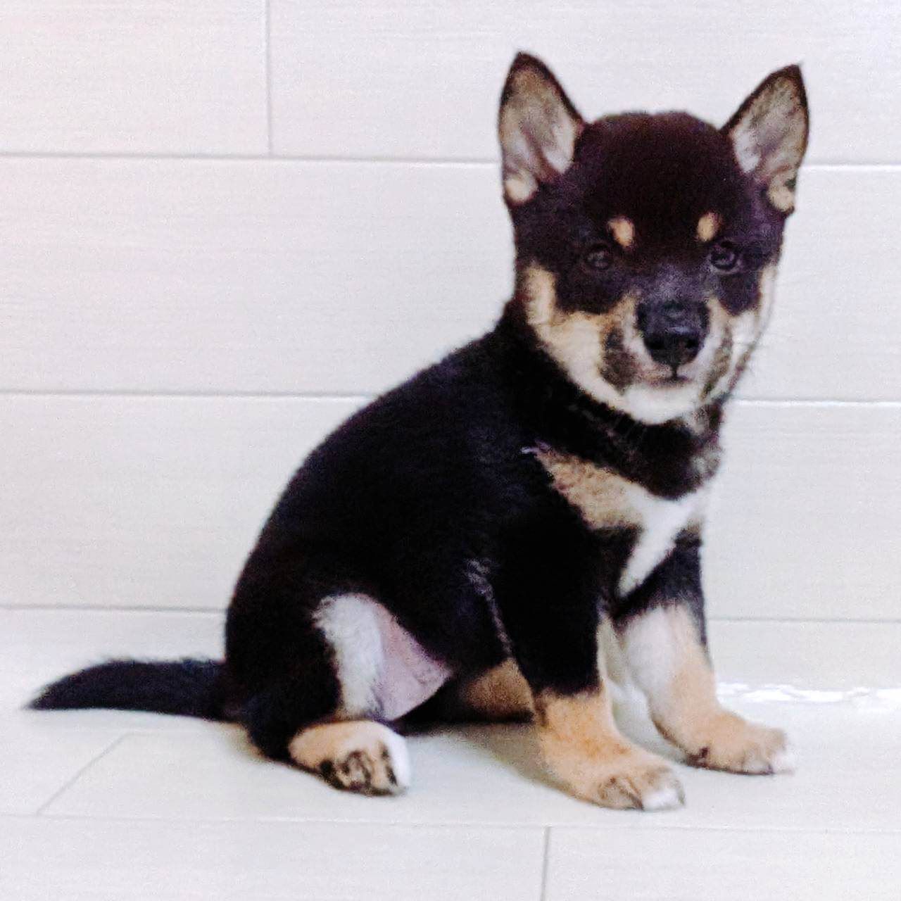 わんこ Amazon | FEANDREA 犬 サークル 八角形 PVCフレーム 頑丈安定