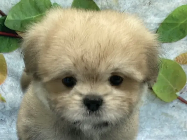 埼玉県のハーフ犬・ミックス犬 (ペッツワン北本店/2025年8月1日生まれ/男の子/フォーン)の子犬