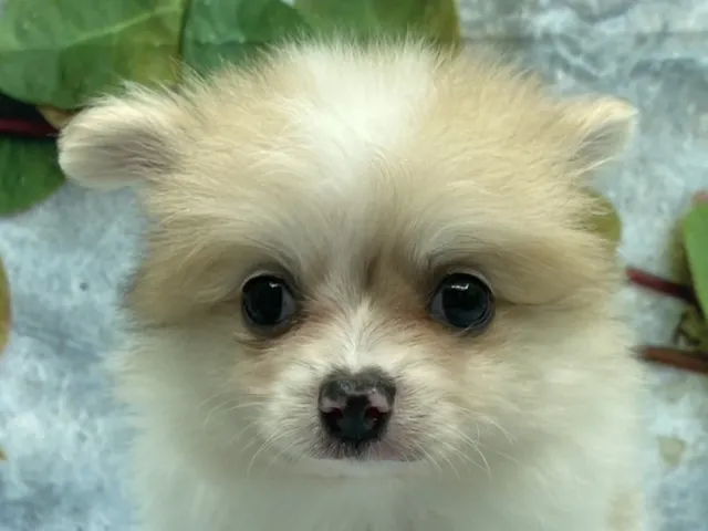 埼玉県のハーフ犬・ミックス犬 (ペッツワン北本店/2025年8月2日生まれ/男の子/パーティーカラー)の子犬