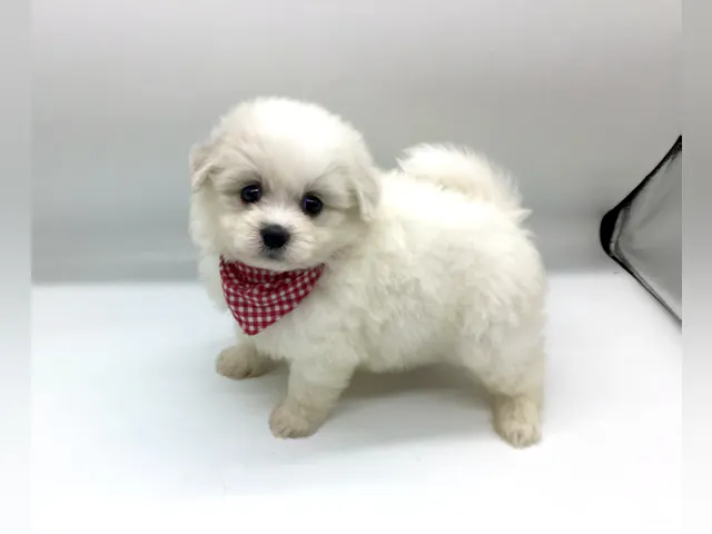 埼玉県のハーフ犬・ミックス犬 (ペッツワン鶴ヶ島店/2025年8月5日生まれ/女の子/ホワイト)の子犬