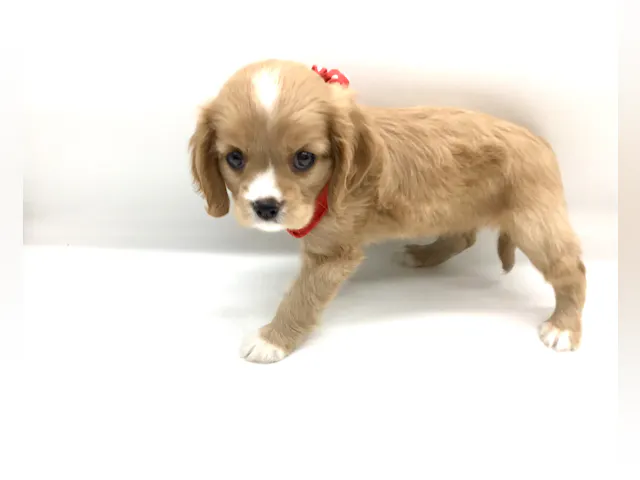 埼玉県のハーフ犬・ミックス犬 (ペッツワン鶴ヶ島店/2025年7月31日生まれ/女の子/ルビーホワイト)の子犬